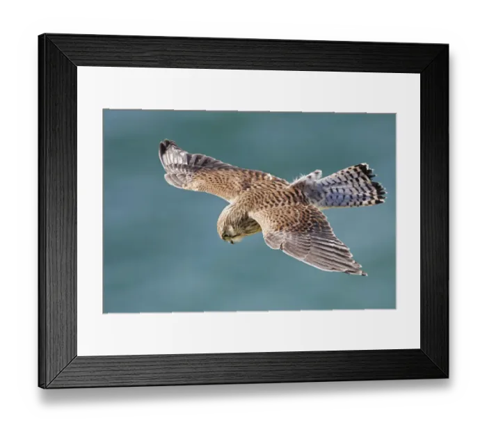Framed Print : Kestrel (Falco tinnunculus) male hovering as it hunts for prey near coastal cliffs with Framed Print : Kestrel (Falco tinnunculus) male hovering as it hunts for prey near coastal cliffs with