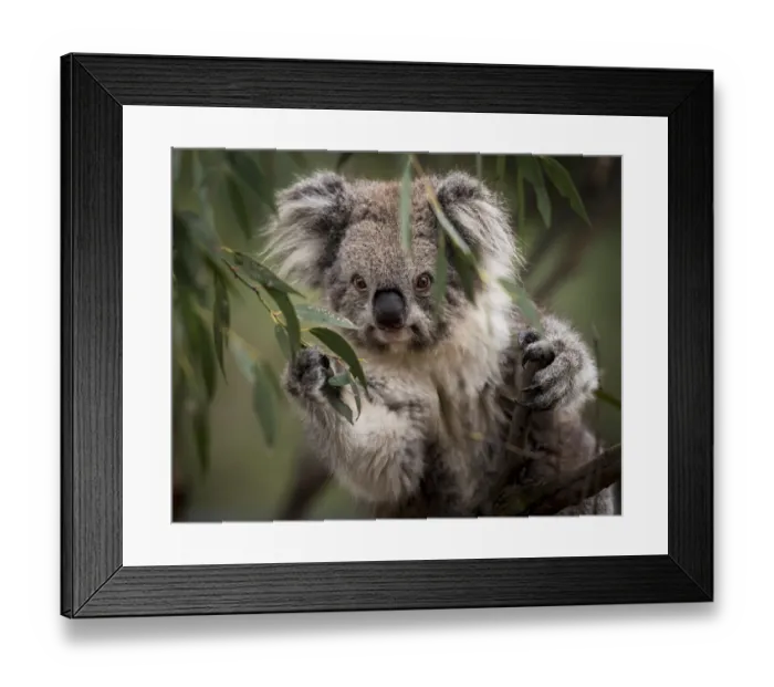Framed Print : Portrait of a Victorian koala (Phascolarctos cinereus). Koalas from the more southern Framed Print : Portrait of a Victorian koala (Phascolarctos cinereus). Koalas from the more southern