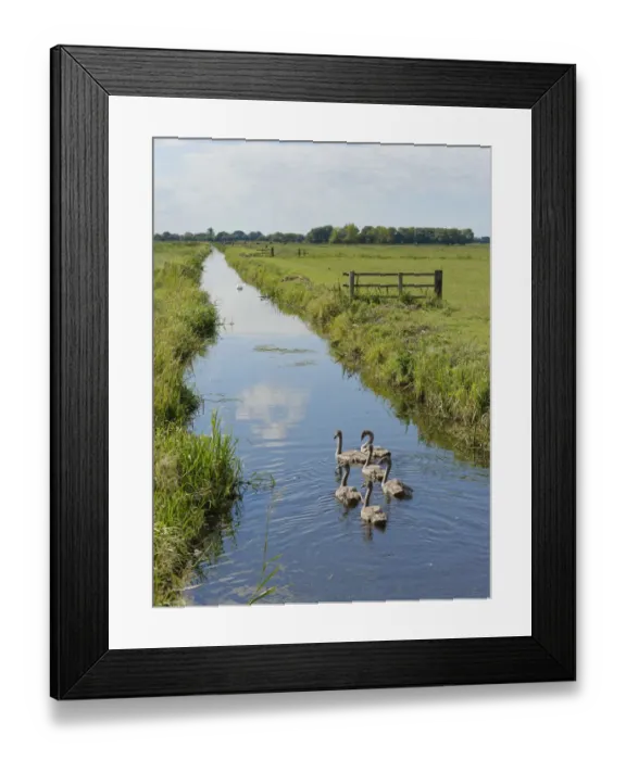 Framed Print : Mute swan (Cygnus olor) group of young swimming in a drainage channel with a parent in Framed Print : Mute swan (Cygnus olor) group of young swimming in a drainage channel with a parent in