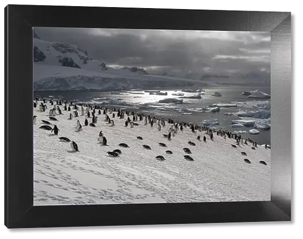 Colony of Gentoo penguins (Pygoscelis papua) on a snow hill with sea in the background