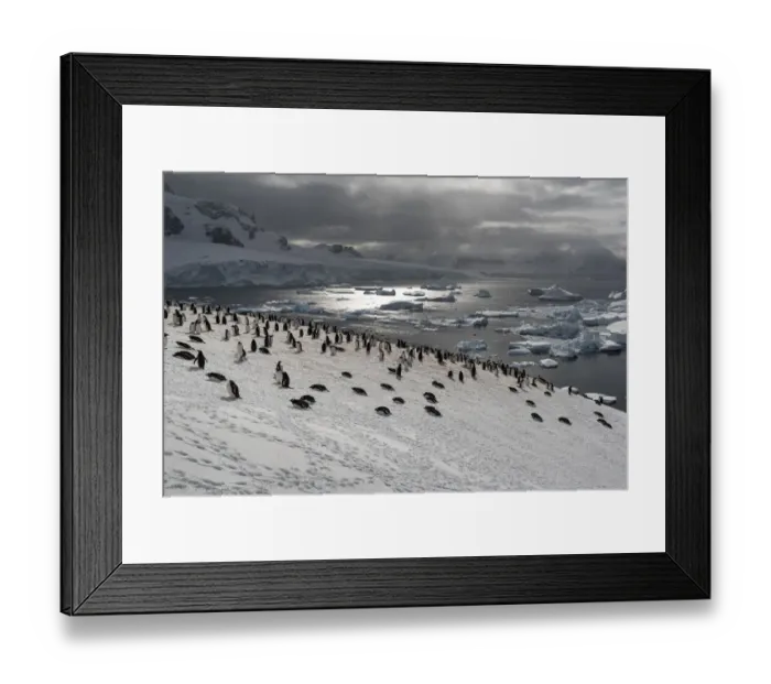 Framed Print : Colony of Gentoo penguins (Pygoscelis papua) on a snow hill with sea in the background