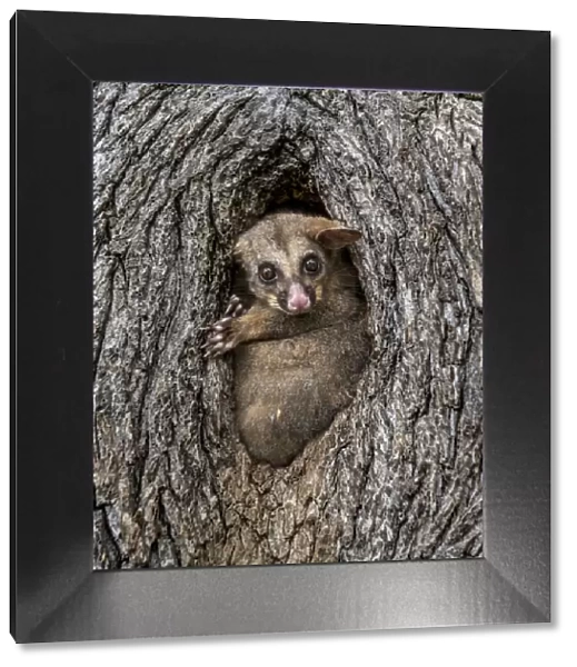 Brushtail possum (Trichosurus vulpecula) in a tree hollow  /  hole looking out during the day