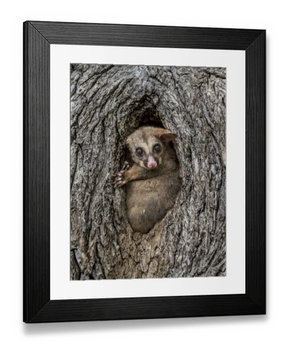 Framed Print : Brushtail possum (Trichosurus vulpecula) in a tree hollow / hole looking out during the day Framed Print : Brushtail possum (Trichosurus vulpecula) in a tree hollow / hole looking out during the day