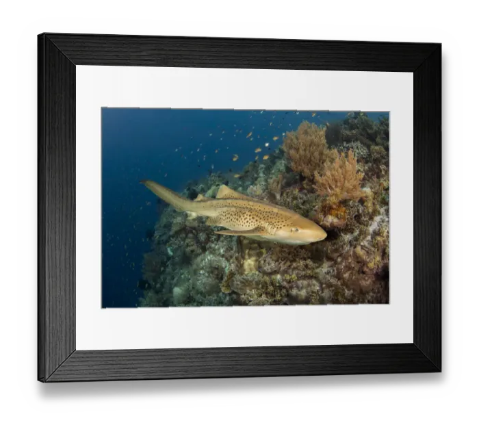 Framed Print : Leopard shark (Stegostoma fasciatum) cruising along the edge of an underwater drop off Framed Print : Leopard shark (Stegostoma fasciatum) cruising along the edge of an underwater drop off