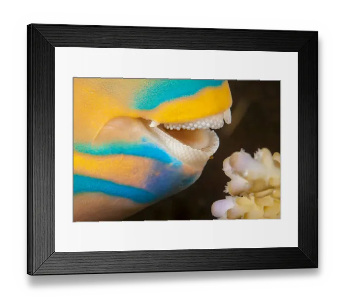 Framed Print : Close up at the dental plates of Three color parrotfish (Scarus tricolor Framed Print : Close up at the dental plates of Three color parrotfish (Scarus tricolor