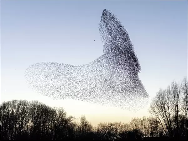 Common starling (Sturnus vulgaris) murmuration, flock pursued by Peregrine falcon