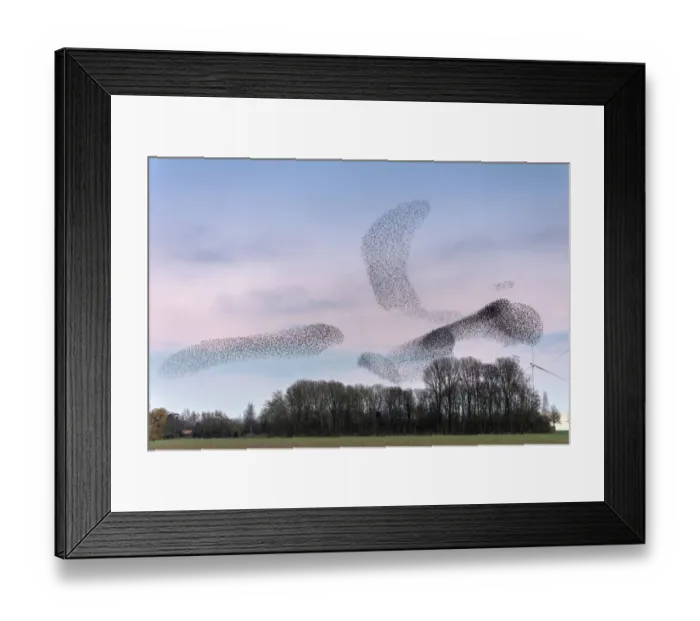 Framed Print : Common starling (Sturnus vulgaris) murmuration, flocks gathering above trees before