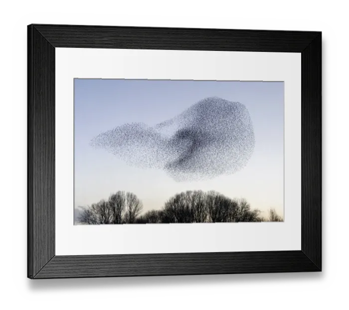 Framed Print : Common starling (Sturnus vulgaris) murmuration, flock gathering above trees before Framed Print : Common starling (Sturnus vulgaris) murmuration, flock gathering above trees before