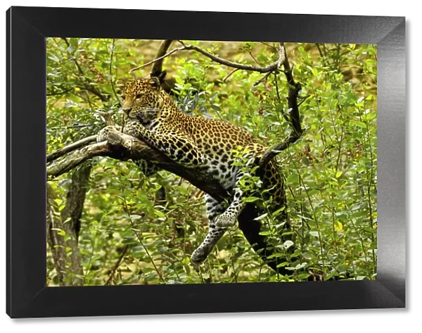 Javan leopard (Panthera pardus melas) captive, endemic to Java. Endemic