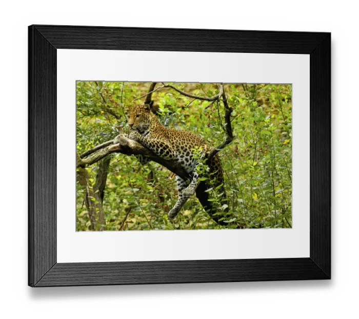Framed Print : Javan leopard (Panthera pardus melas) captive, endemic to Java. Endemic Framed Print : Javan leopard (Panthera pardus melas) captive, endemic to Java. Endemic