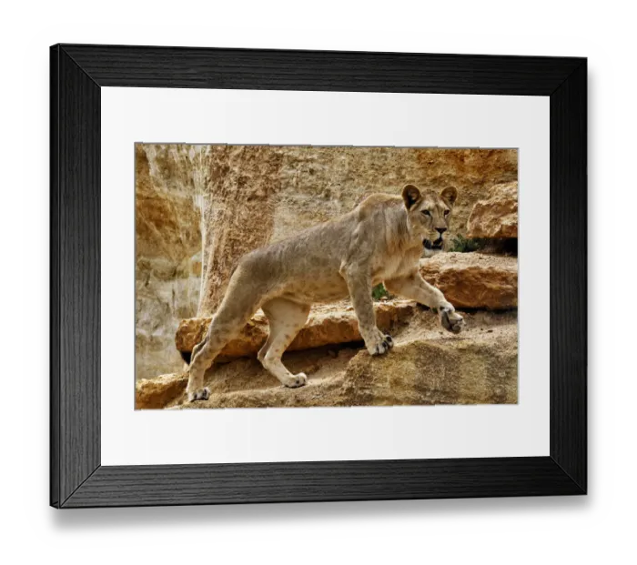 Framed Print : Barbary lion (Panthera leo leo) female, captive, extinct in the wild, occurred in N Framed Print : Barbary lion (Panthera leo leo) female, captive, extinct in the wild, occurred in N