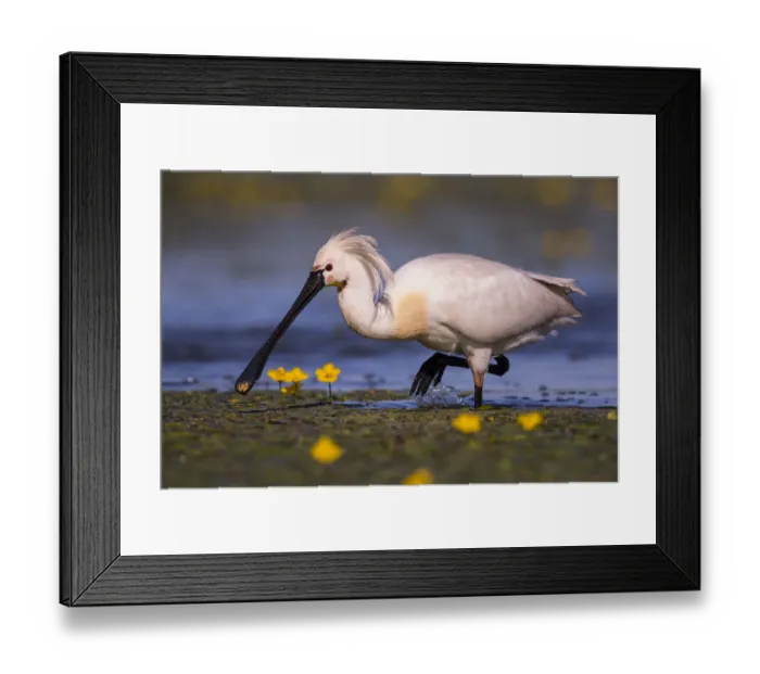 Framed Print : Spoonbill ( Platalea leucorodia) wading with yellow Water-lily flowers, Hungary Framed Print : Spoonbill ( Platalea leucorodia) wading with yellow Water-lily flowers, Hungary