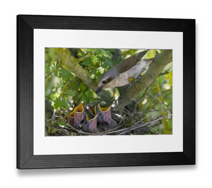Framed Print : Red-backed shrike (Lanius collurio), female with chicks gaping, begging for food Framed Print : Red-backed shrike (Lanius collurio), female with chicks gaping, begging for food