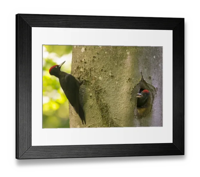 Framed Print : Black Woodpecker (Dryocopus martius), male feeding chicks, Bavaria, Germany Framed Print : Black Woodpecker (Dryocopus martius), male feeding chicks, Bavaria, Germany
