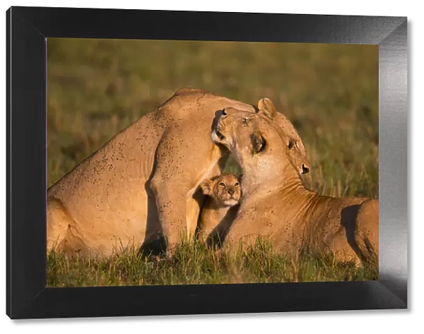 Lion (Panthera leo), females interacting, with cub, Masai Mara, Kenya