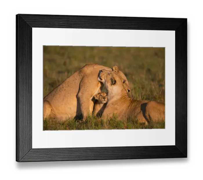 Framed Print : Lion (Panthera leo), females interacting, with cub, Masai Mara, Kenya Framed Print : Lion (Panthera leo), females interacting, with cub, Masai Mara, Kenya