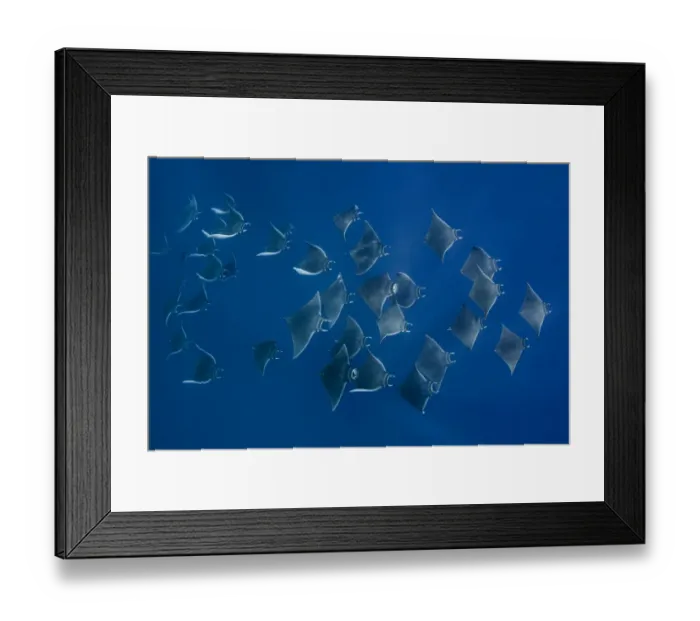 Framed Print : Atlantic mobula ray (Mobula hypostoma) group swimming in Caribbean Sea Framed Print : Atlantic mobula ray (Mobula hypostoma) group swimming in Caribbean Sea