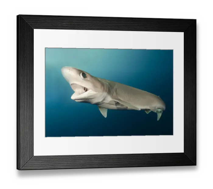 Framed Print : Atlantic sixgill shark (Hexanchus vitulus) swimming with open mouth Framed Print : Atlantic sixgill shark (Hexanchus vitulus) swimming with open mouth