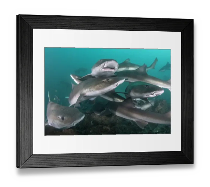 Framed Print : Banded houndshark (Triakis scyllium) group above sea floor Framed Print : Banded houndshark (Triakis scyllium) group above sea floor