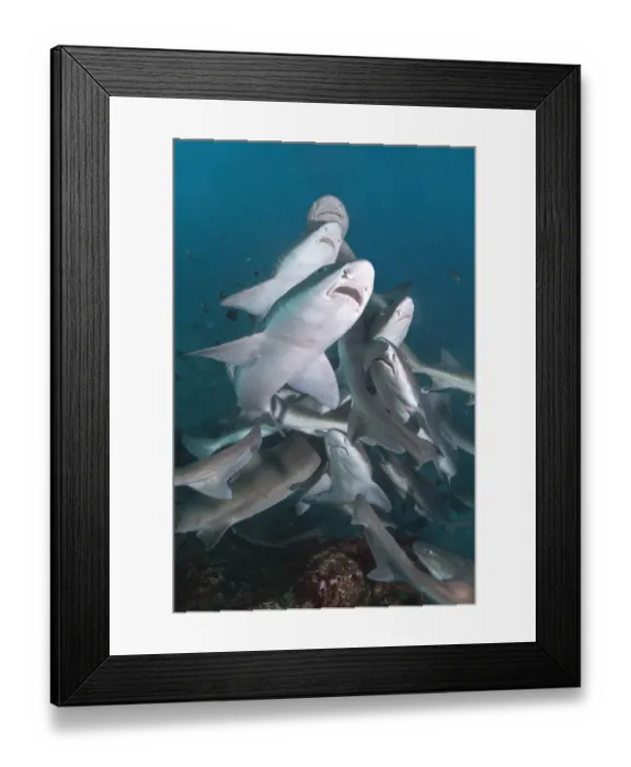 Framed Print : Banded houndshark (Triakis scyllium) group feeding. Chiba Prefecture, Honshu, Japan Framed Print : Banded houndshark (Triakis scyllium) group feeding. Chiba Prefecture, Honshu, Japan