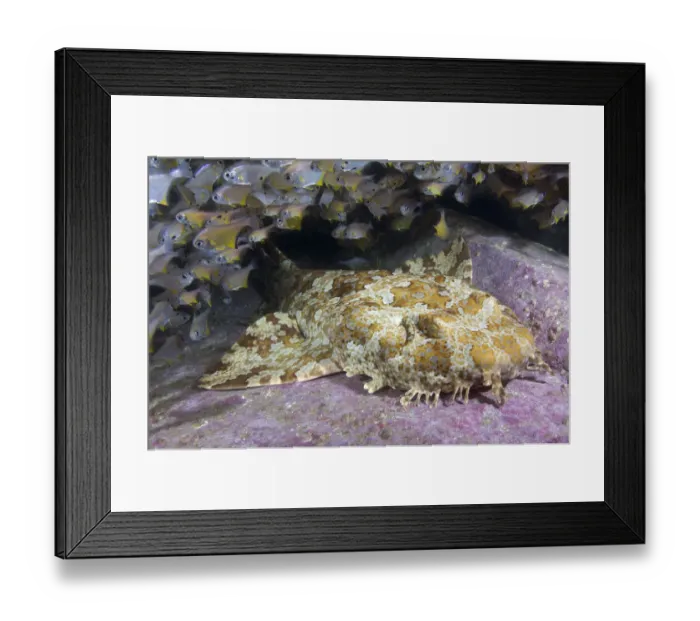 Framed Print : Banded wobbegong shark (Orectolobus halei) resting on reef Framed Print : Banded wobbegong shark (Orectolobus halei) resting on reef
