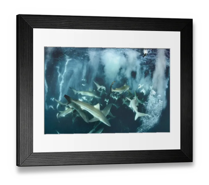 Framed Print : Bronze whaler shark (Carcharhinus brachyurus) group feeding alongside Cape gannet Framed Print : Bronze whaler shark (Carcharhinus brachyurus) group feeding alongside Cape gannet