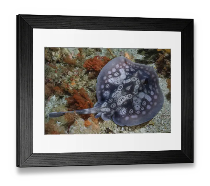 Framed Print : Circular stingaree (Urolophus circularis) above sea floor. Albany, Western Australia Framed Print : Circular stingaree (Urolophus circularis) above sea floor. Albany, Western Australia