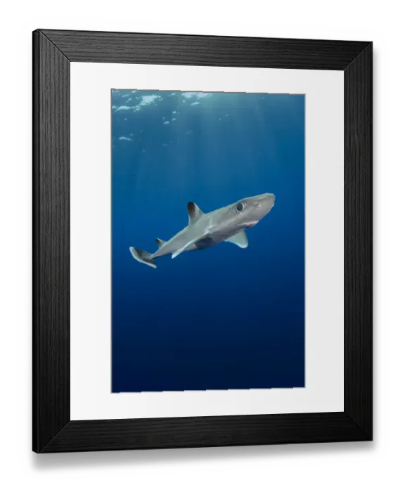 Framed Print : Cuban dogfish (Squalus cubensis). Exuma Sound, Bahamas Framed Print : Cuban dogfish (Squalus cubensis). Exuma Sound, Bahamas