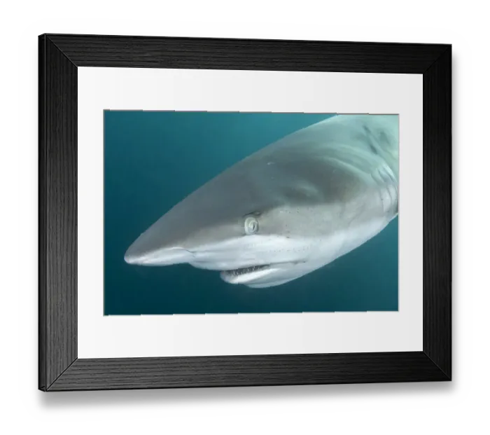 Framed Print : Dusky shark (Carcharhinus obscurus) portrait. Wild Coast, Eastern Cape, South Africa Framed Print : Dusky shark (Carcharhinus obscurus) portrait. Wild Coast, Eastern Cape, South Africa