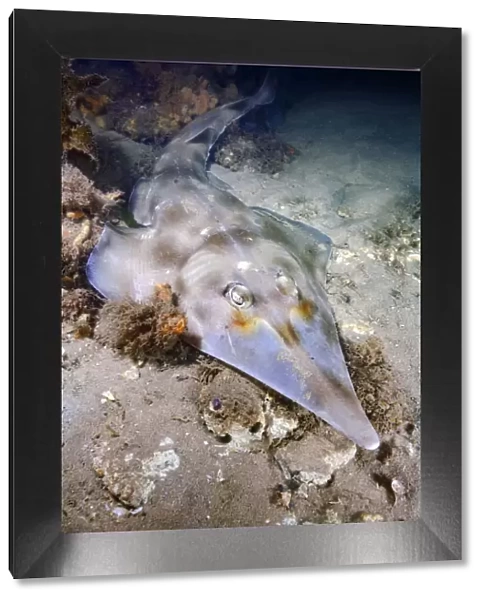 Eastern shovelnose ray (Aptychotrema rostrata) on sea floor