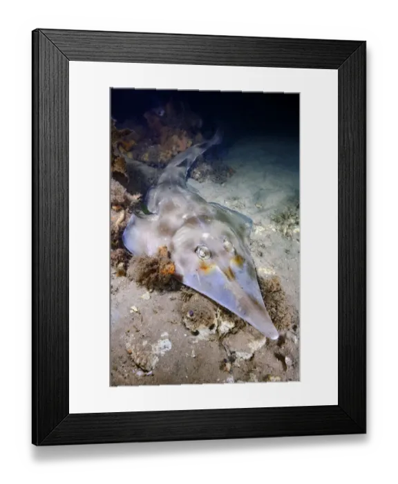 Framed Print : Eastern shovelnose ray (Aptychotrema rostrata) on sea floor Framed Print : Eastern shovelnose ray (Aptychotrema rostrata) on sea floor