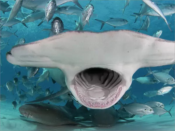Great hammerhead shark (Sphyrna mokarran) mouth wide open, feeding in shallow water