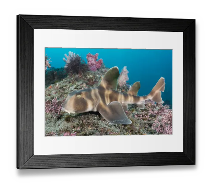 Framed Print : Japanese bullhead shark (Heterodontus japonicus) on reef. Chiba Prefecture, Honshu, Japan Framed Print : Japanese bullhead shark (Heterodontus japonicus) on reef. Chiba Prefecture, Honshu, Japan