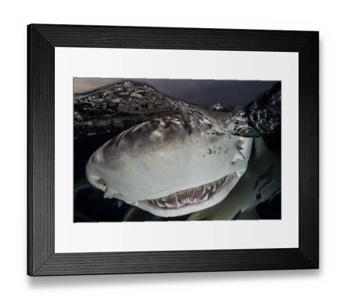 Framed Print : Lemon shark (Negaprion brevirostris) below surface. Tiger Beach, Little Bahama Bank Framed Print : Lemon shark (Negaprion brevirostris) below surface. Tiger Beach, Little Bahama Bank