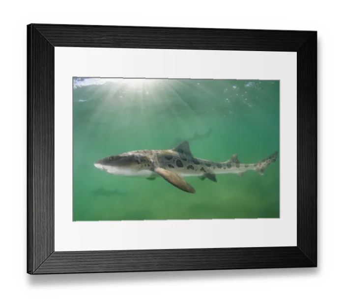 Framed Print : Leopard houndshark (Triakis semifasciata) group swimming amongst rays of light Framed Print : Leopard houndshark (Triakis semifasciata) group swimming amongst rays of light