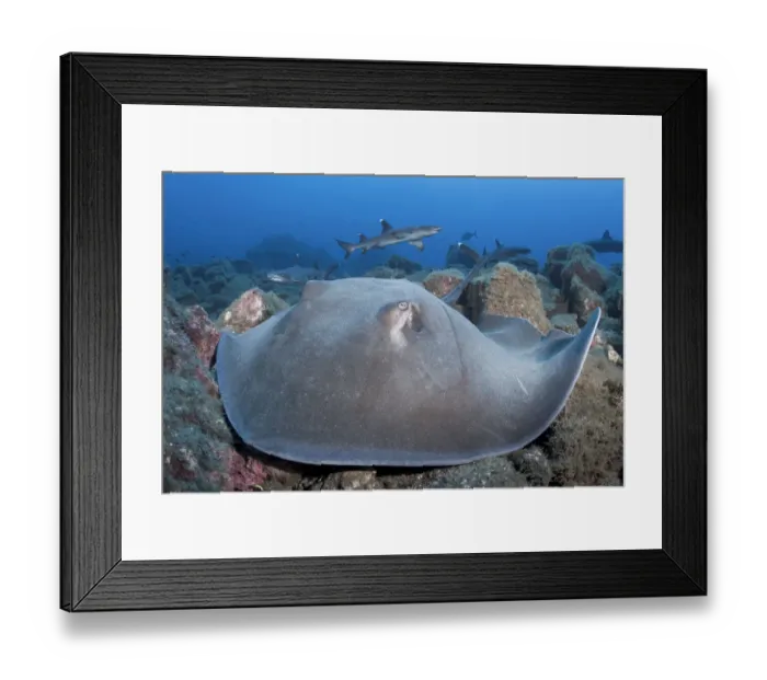 Framed Print : Longtail stingray (Hypanus longus) on reef, Whitetip reef shark (Triaenodon obesus