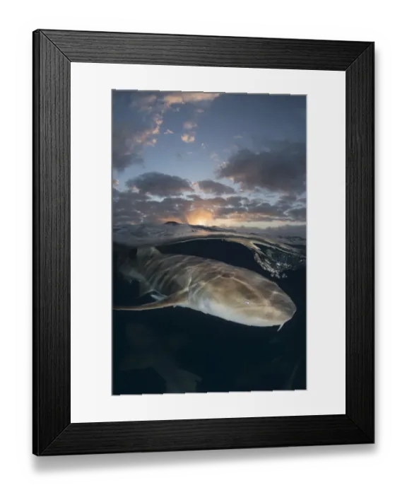 Framed Print : Nurse shark (Ginglymostoma cirratum) swimming below surface at sunset