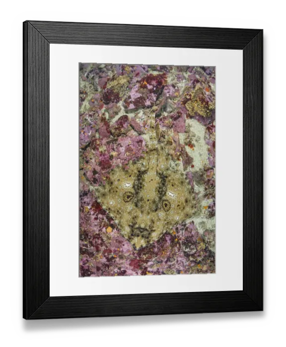 Framed Print : Pacific starry skate (Beringraja stellulata) on sea floor Framed Print : Pacific starry skate (Beringraja stellulata) on sea floor