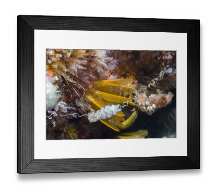 Framed Print : Happy Eddie (Haploblepharus edwardsii) egg case / mermaids purse Framed Print : Happy Eddie (Haploblepharus edwardsii) egg case / mermaids purse