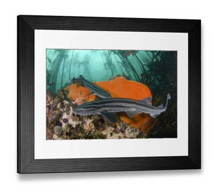 Framed Print : Pyjama shark (Poroderma africanum), two in reef, amongst kelp Framed Print : Pyjama shark (Poroderma africanum), two in reef, amongst kelp
