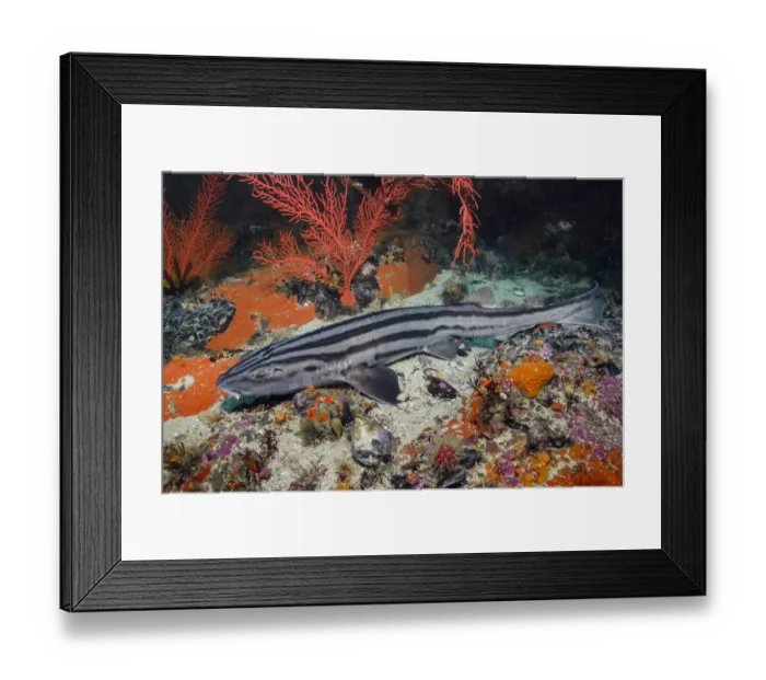 Framed Print : Pyjama shark (Poroderma africanum) in reef. Simons Town, Western Cape, South Africa Framed Print : Pyjama shark (Poroderma africanum) in reef. Simons Town, Western Cape, South Africa
