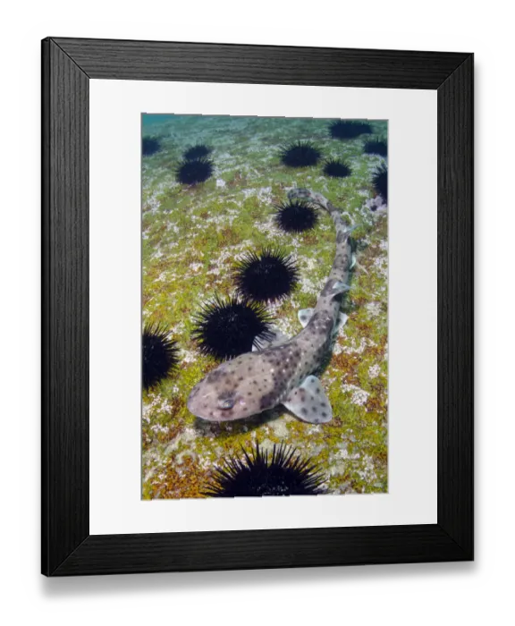 Framed Print : Redspotted catshark (Schroederichthys chilensis) on sea floor amongst Sea urchins