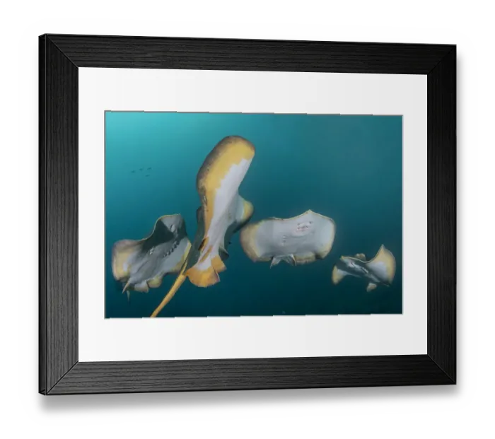Framed Print : Red stingray (Hemitrygon akajei), four in a row, viewed from below Framed Print : Red stingray (Hemitrygon akajei), four in a row, viewed from below