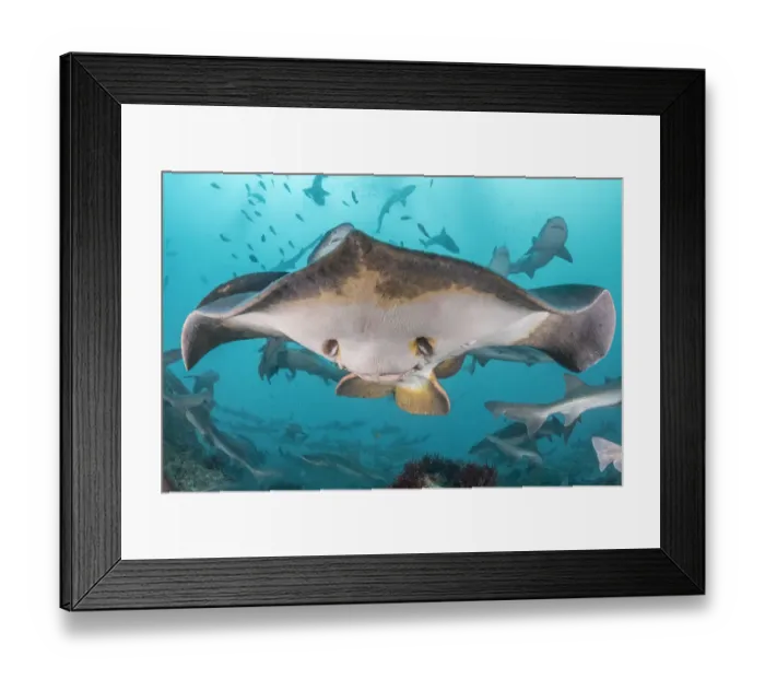 Framed Print : Red stingray (Hemitrygon akajei) with Banded houndshark (Triakis scyllium Framed Print : Red stingray (Hemitrygon akajei) with Banded houndshark (Triakis scyllium