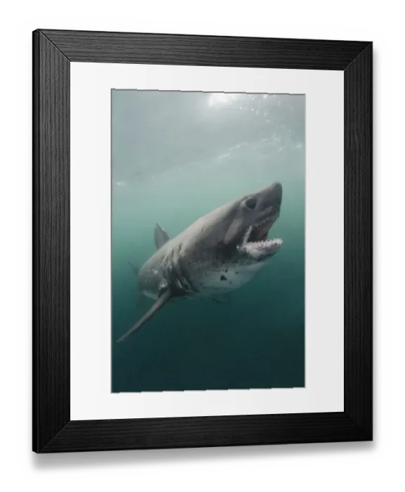 Framed Print : Salmon shark (Lamna ditropis). Port Fidalgo, Alaska, USA. July Framed Print : Salmon shark (Lamna ditropis). Port Fidalgo, Alaska, USA. July