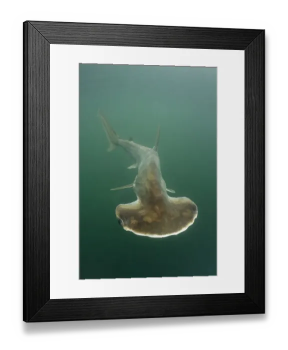 Framed Print : Scoophead shark (Sphyrna media), released specimen. Isla Chepillo, Rio Bayano, Panama