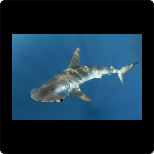 Smooth hammerhead shark (Sphyrna zygaena). Cabo San Lucas, Baja California Sur, Mexico