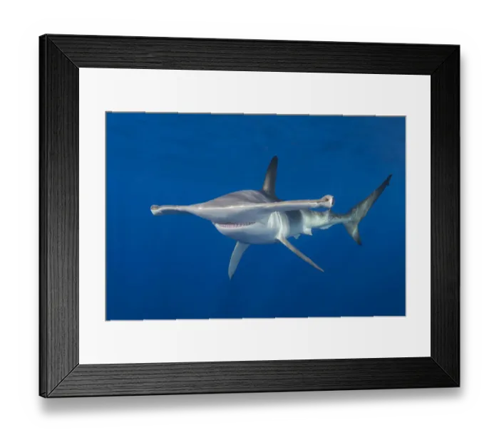 Framed Print : Smooth hammerhead shark (Sphyrna zygaena). Cabo San Lucas, Baja California Sur, Mexico Framed Print : Smooth hammerhead shark (Sphyrna zygaena). Cabo San Lucas, Baja California Sur, Mexico