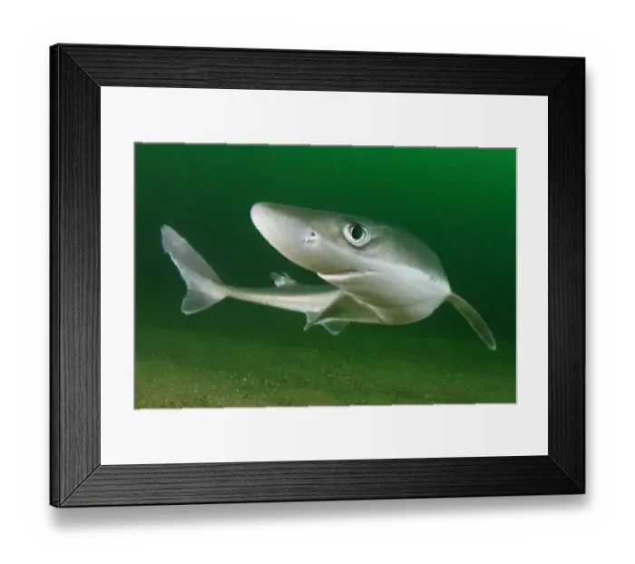Framed Print : Spiny dogfish (Squalus acanthias) portrait. Rhode Island, New England, USA. August