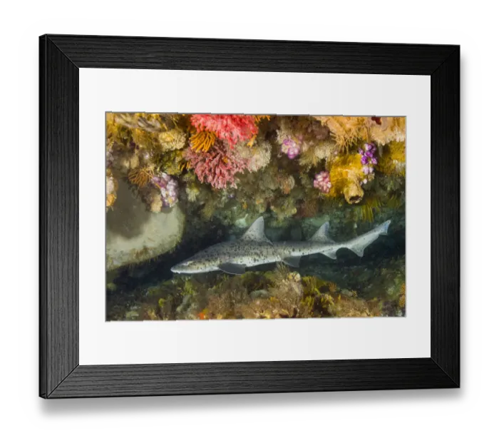 Framed Print : Spotted gully shark (Triakis megalopterus) in coral reef Framed Print : Spotted gully shark (Triakis megalopterus) in coral reef